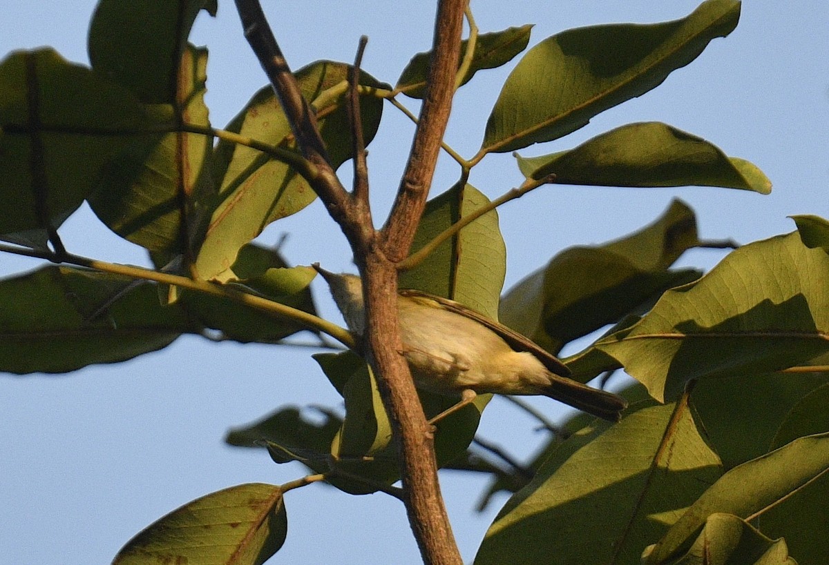 Yellow-browed Warbler - ML619076521