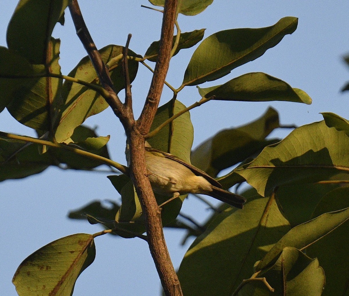 Yellow-browed Warbler - ML619076522