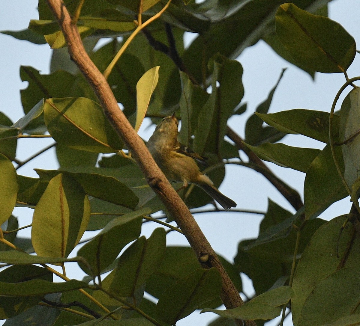 Yellow-browed Warbler - ML619076523