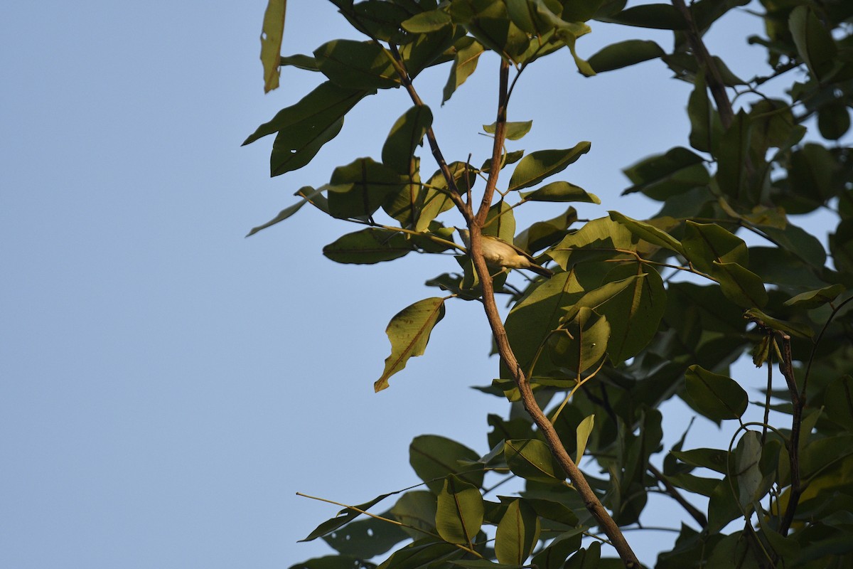 Yellow-browed Warbler - ML619076527