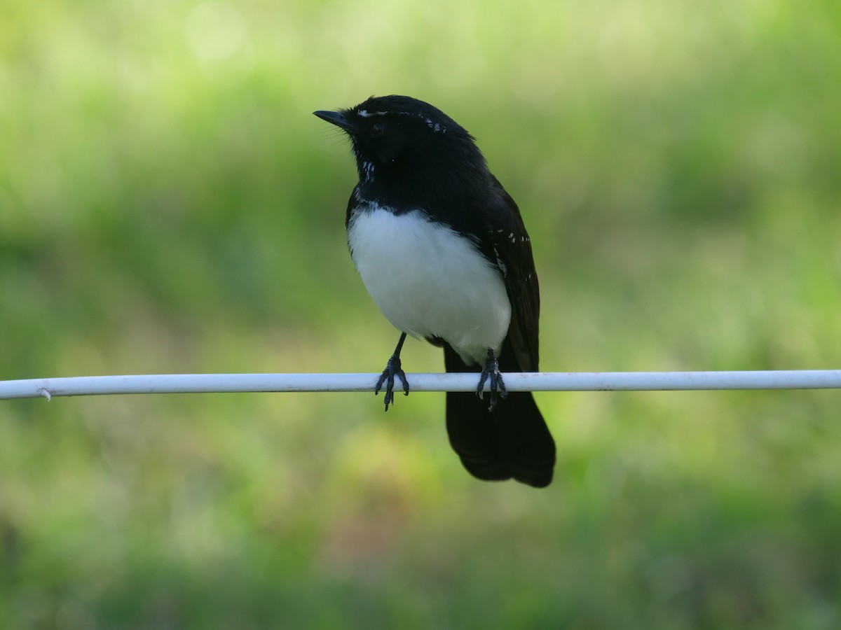 Willie-wagtail - Frank Coman
