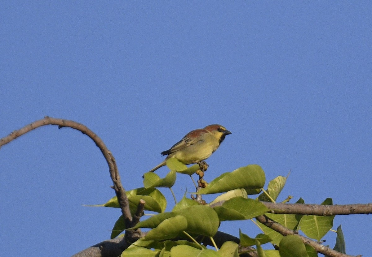 Plain-backed Sparrow - Chitra Shanker