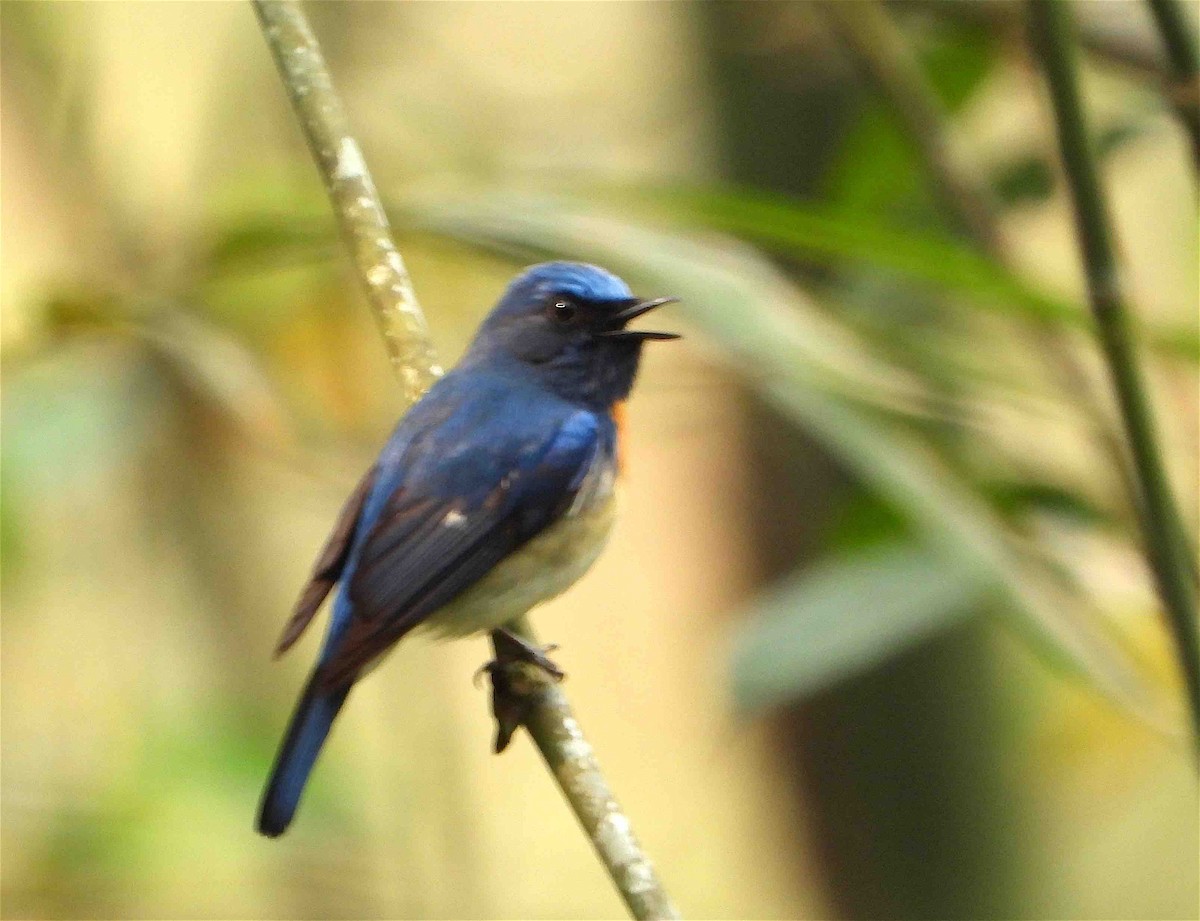 Blue-throated Flycatcher - Beena Menon