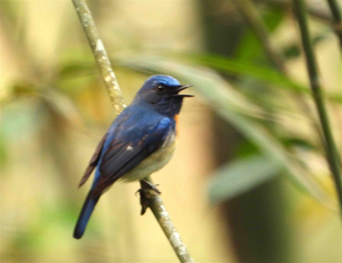 Blue-throated Flycatcher - ML619076583