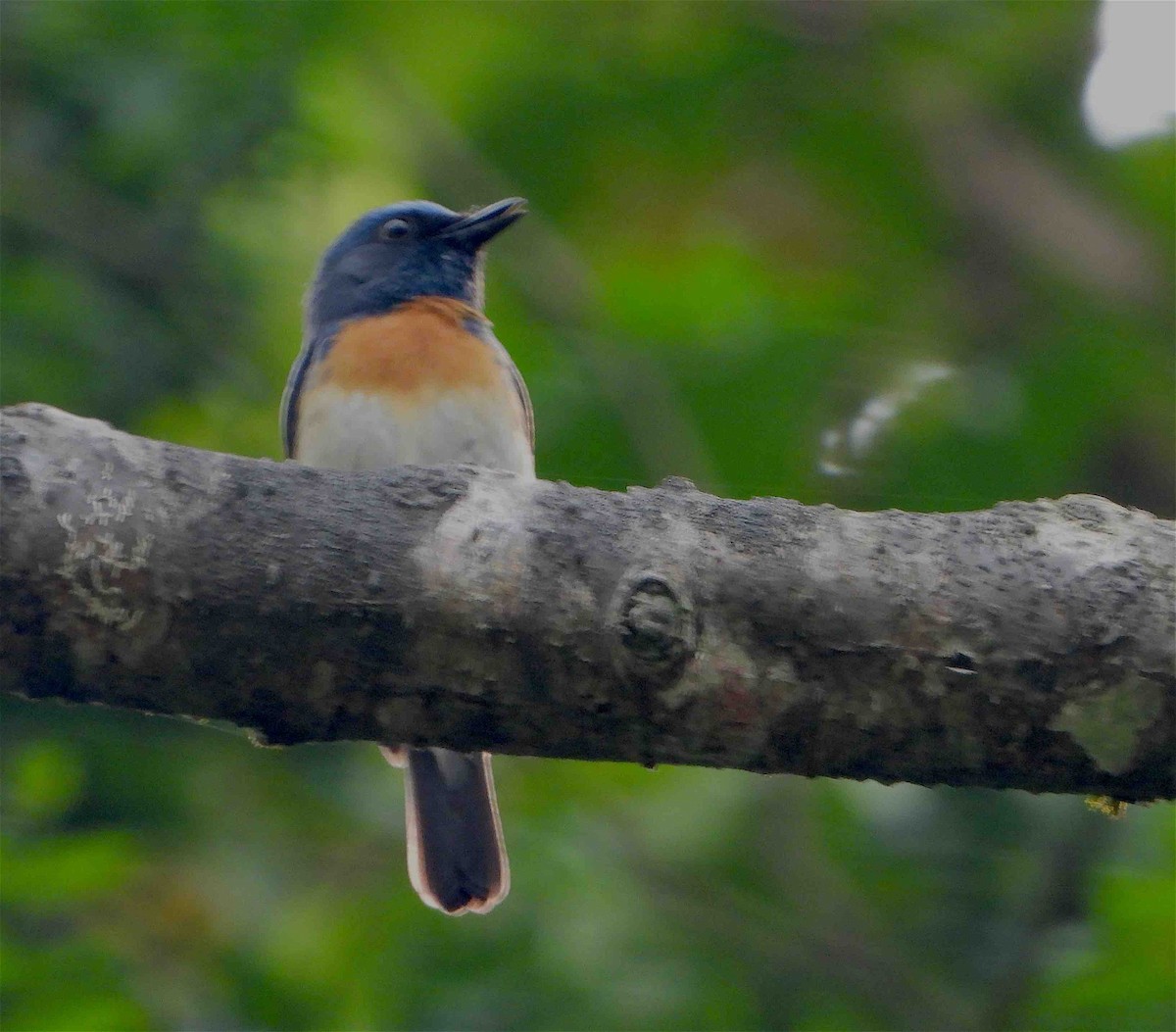 Blue-throated Flycatcher - Beena Menon