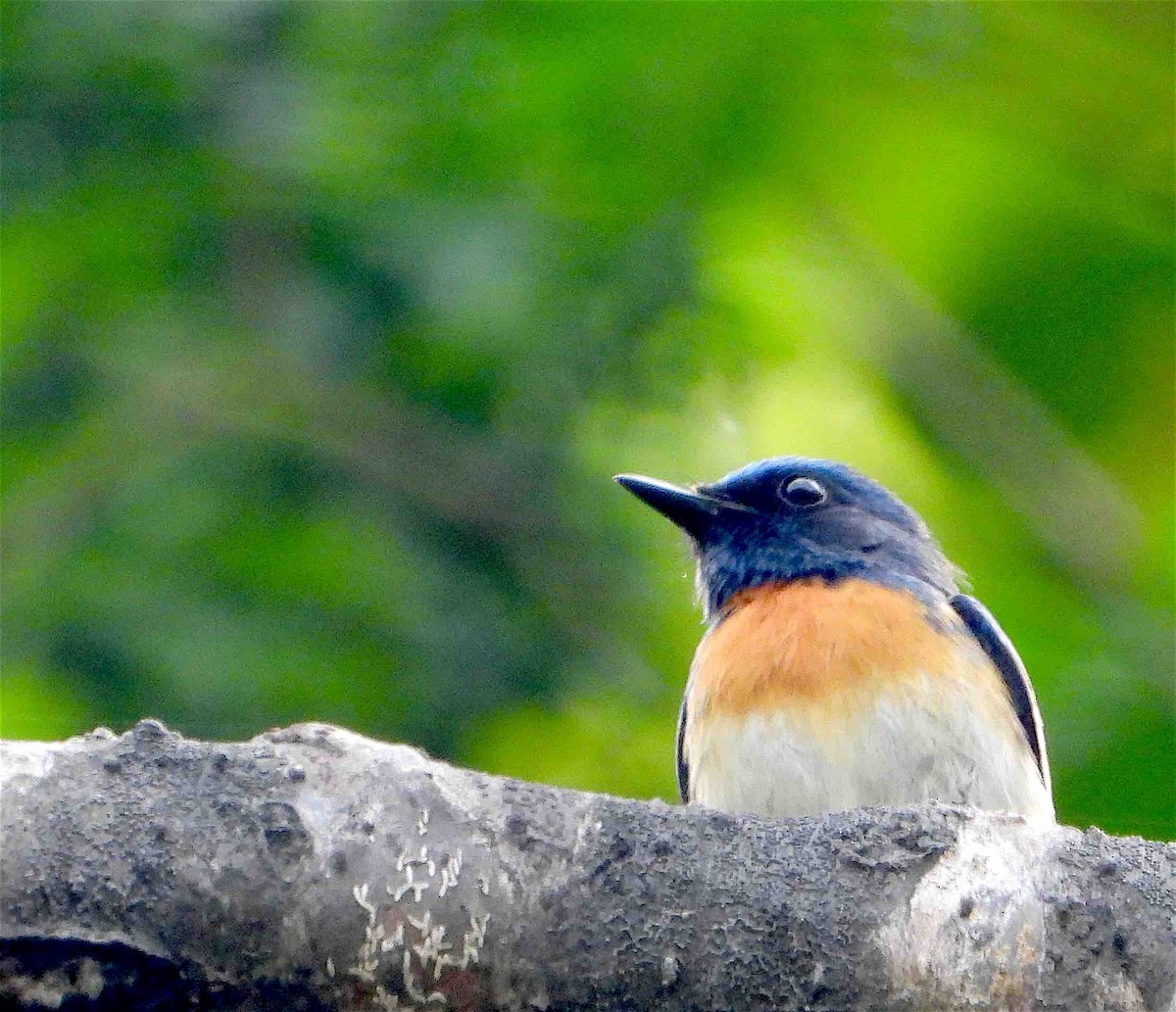 Blue-throated Flycatcher - Beena Menon
