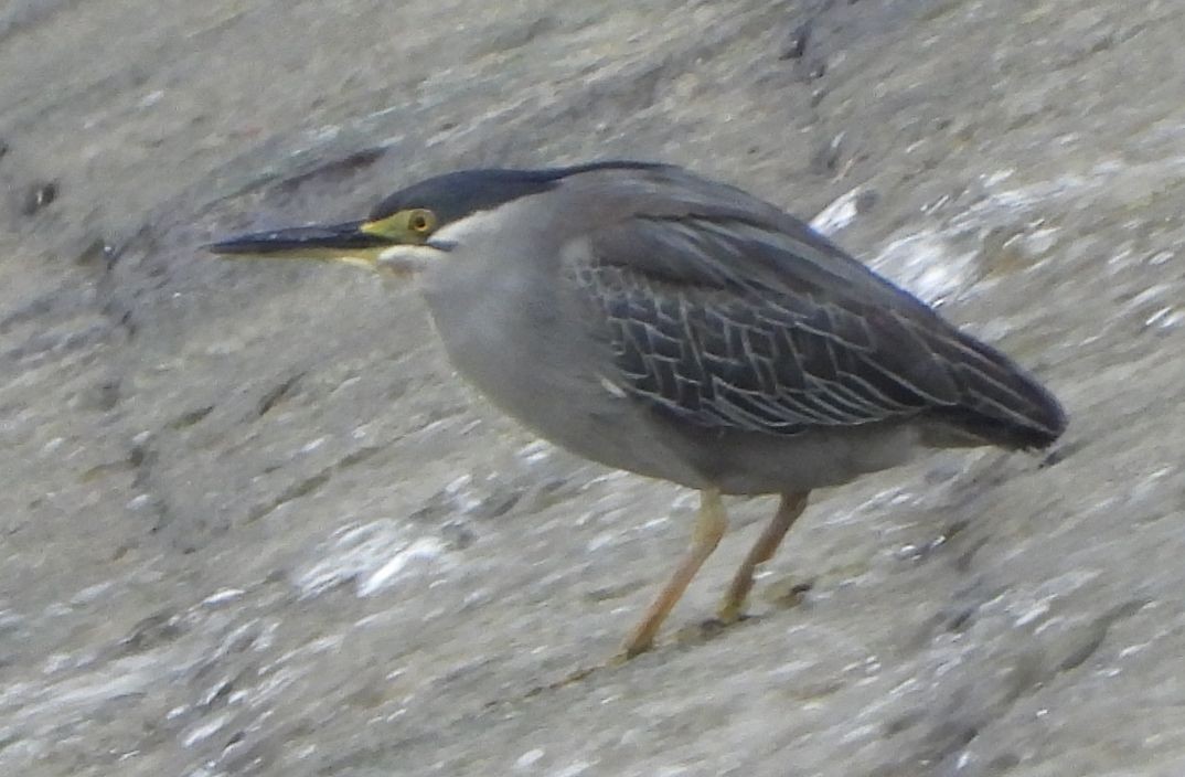 Striated Heron - ML619076604