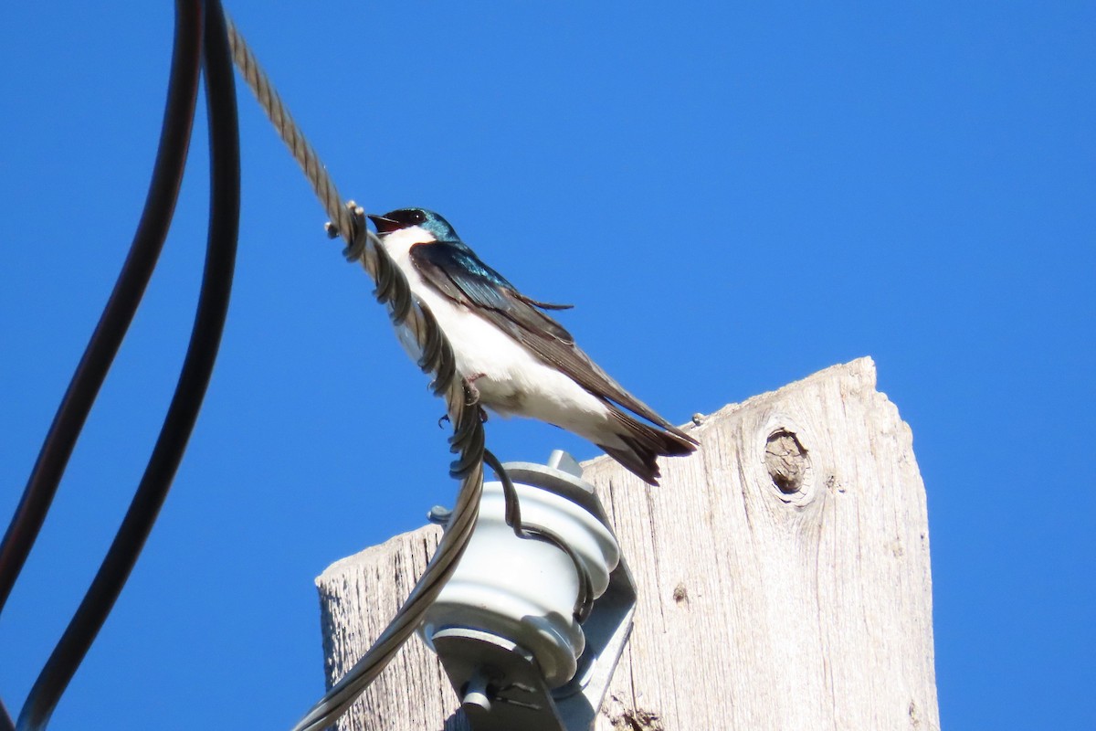 Tree Swallow - Shane Dollman