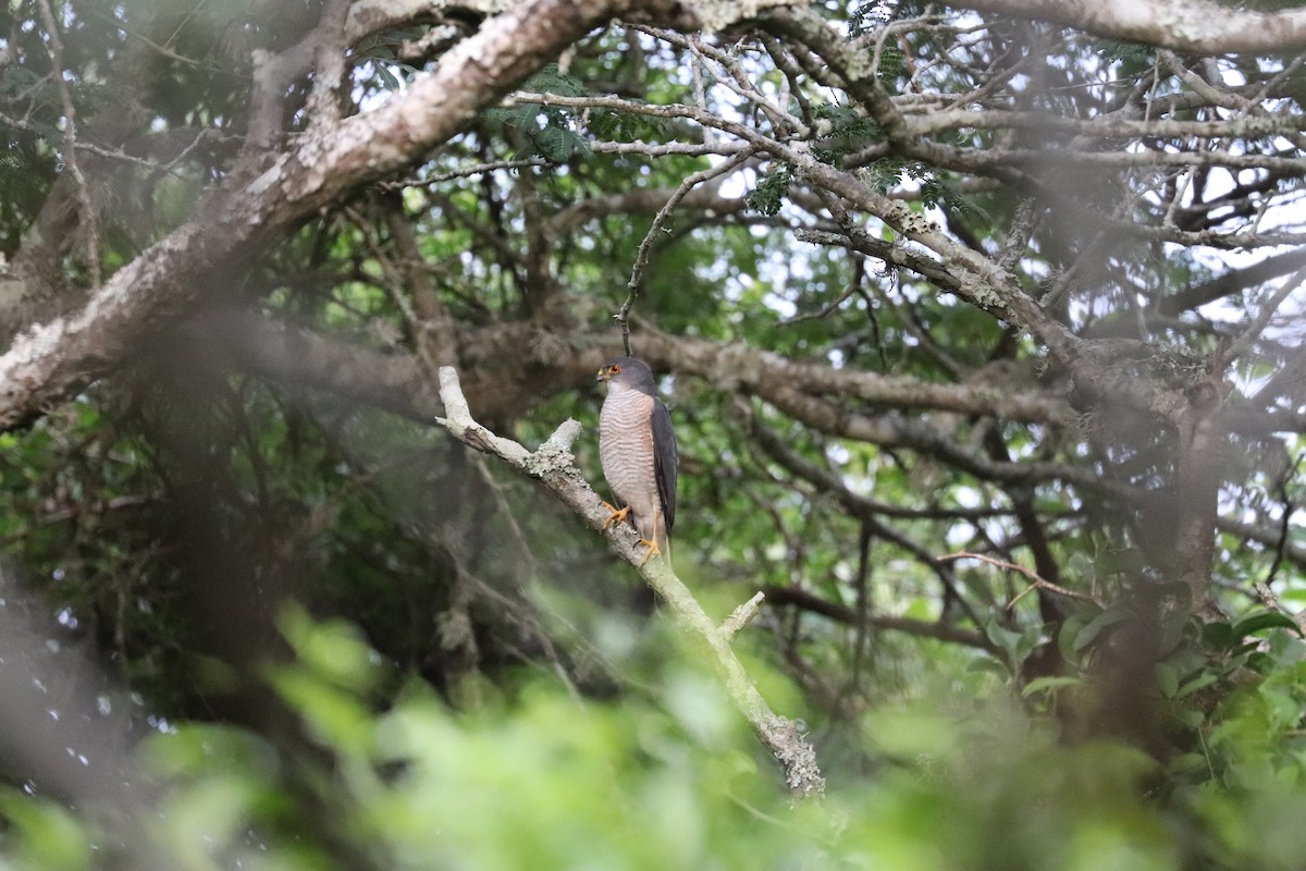 Little Sparrowhawk - Joseph Bozzo