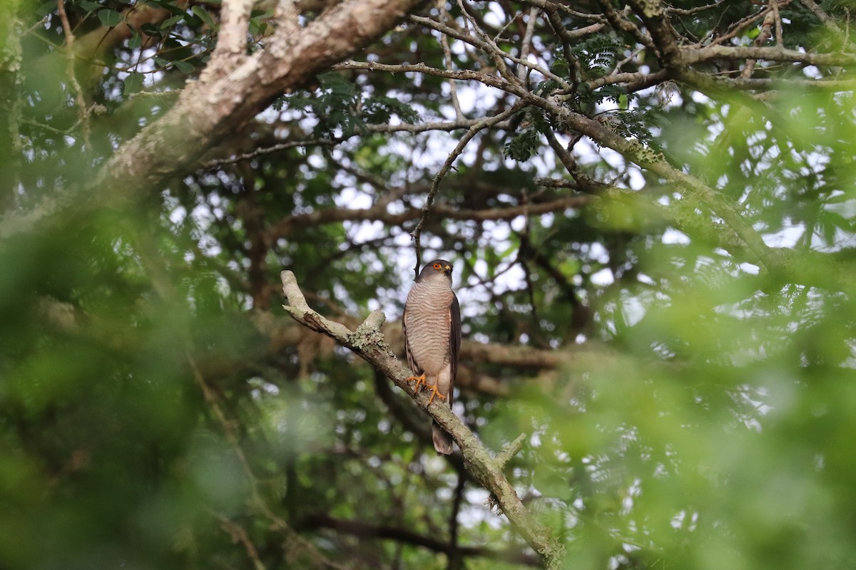 Little Sparrowhawk - ML619076628