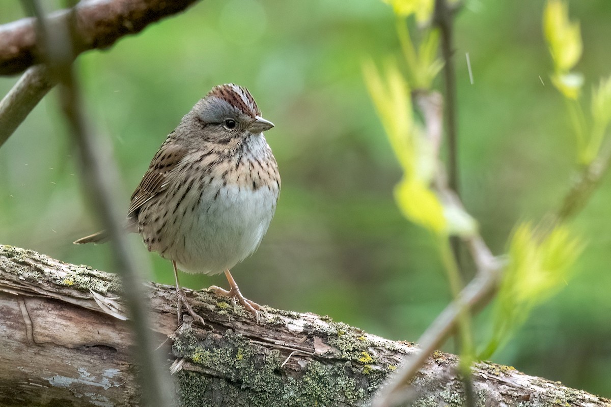 Lincoln's Sparrow - Sue Barth