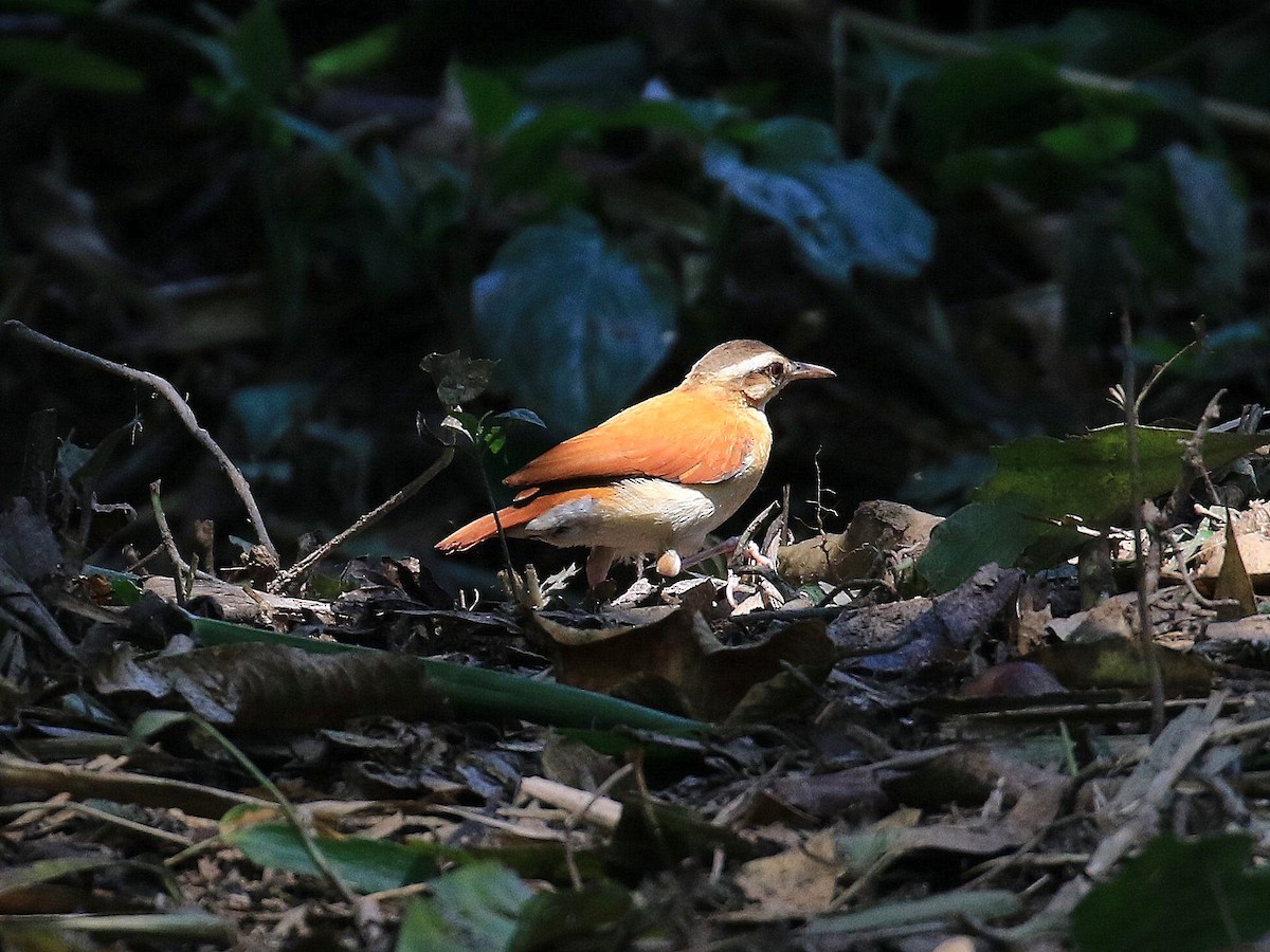 Pale-legged Hornero - Geoff Butcher