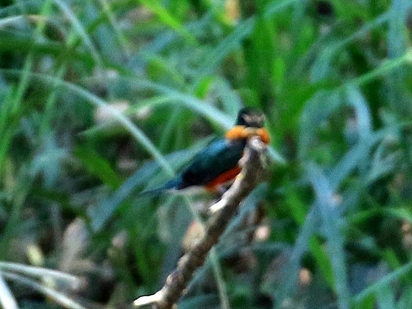 American Pygmy Kingfisher - Geoff Butcher