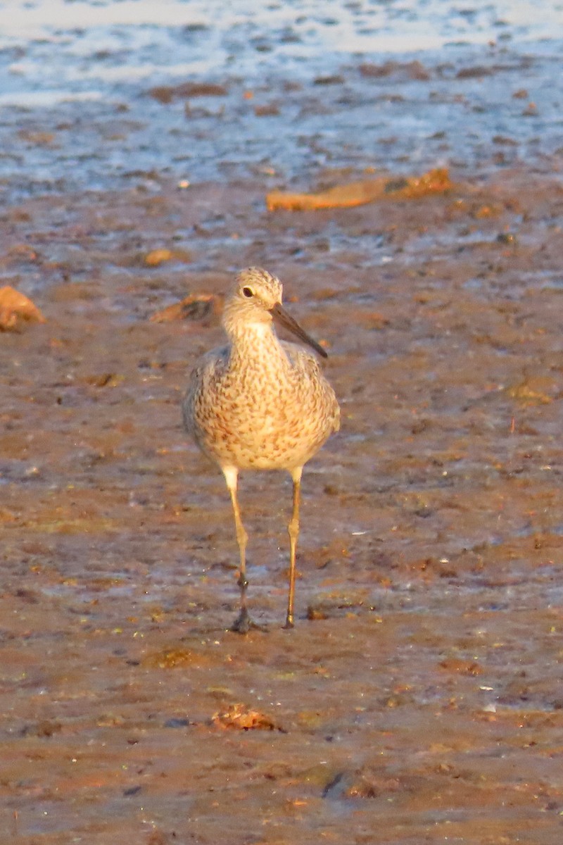 Willet - John Zakelj