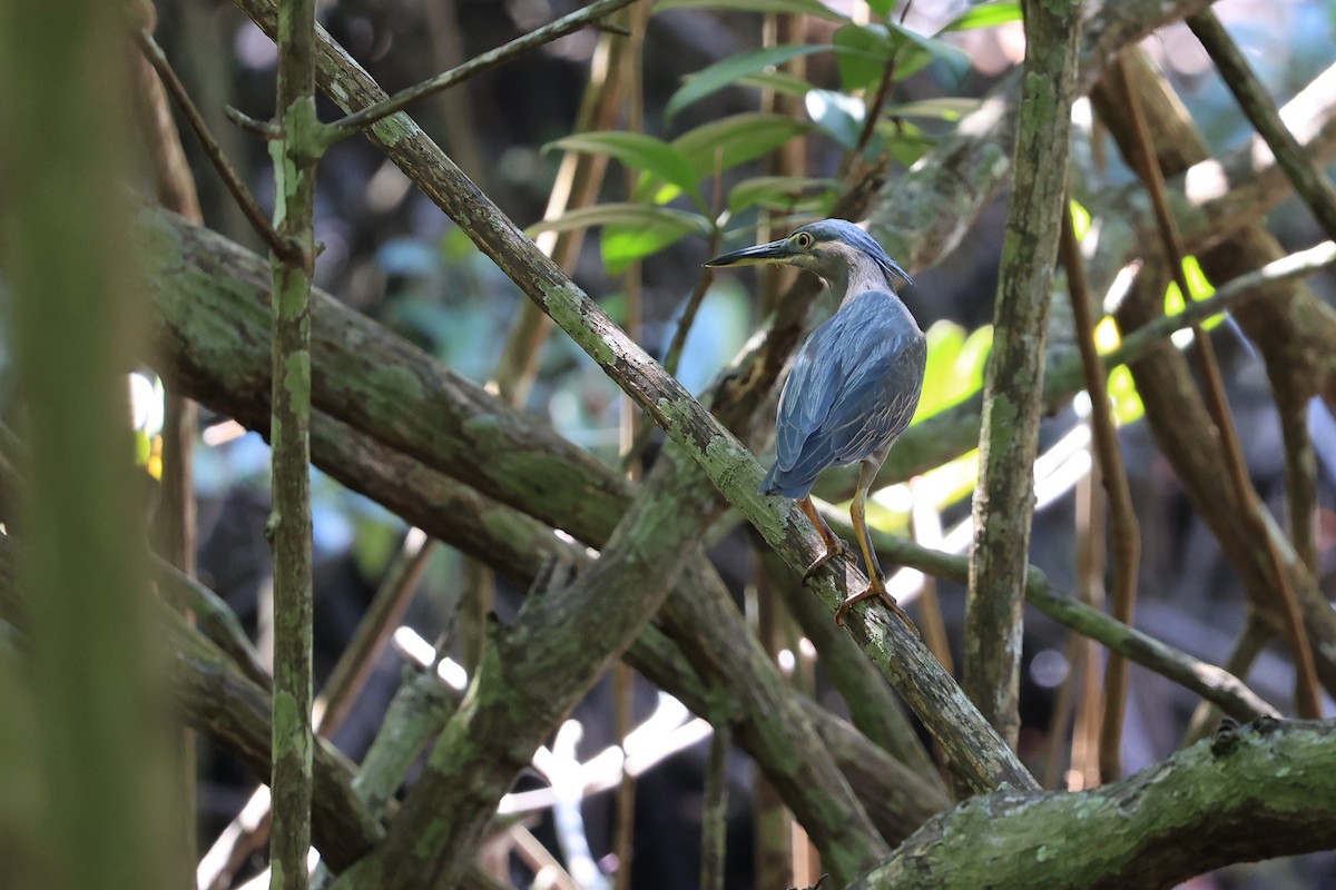 Striated Heron (Old World) - ML619076656