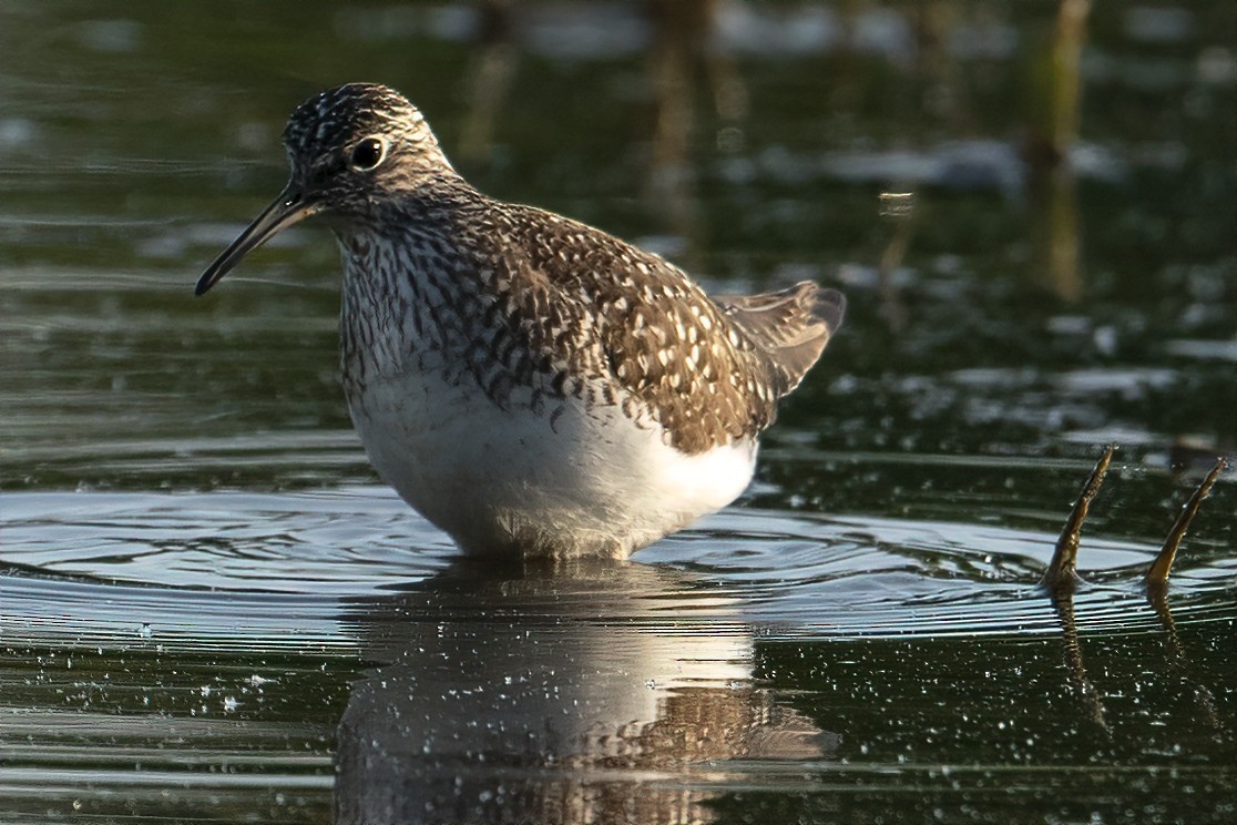 Solitary Sandpiper - Tammy Anderson