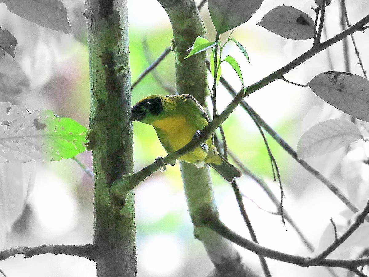 Green-and-gold Tanager - Geoff Butcher