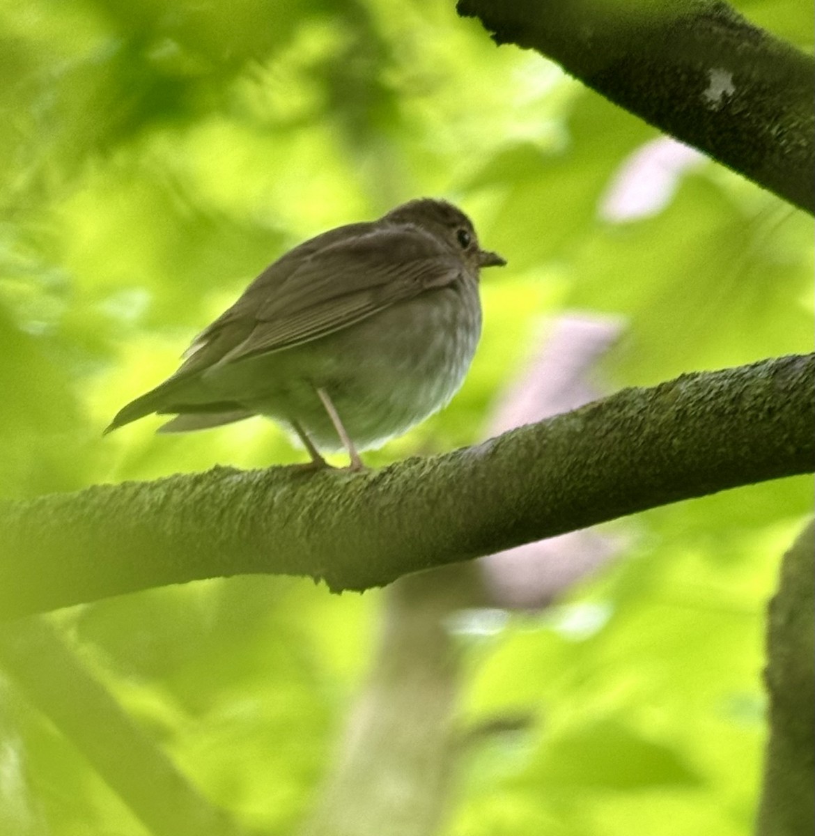 Swainson's Thrush - Jennifer Johnson