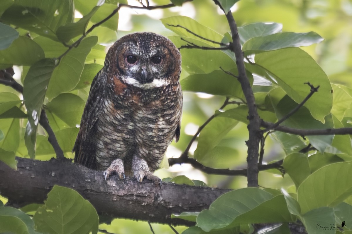 Mottled Wood-Owl - SOVON PARBAT
