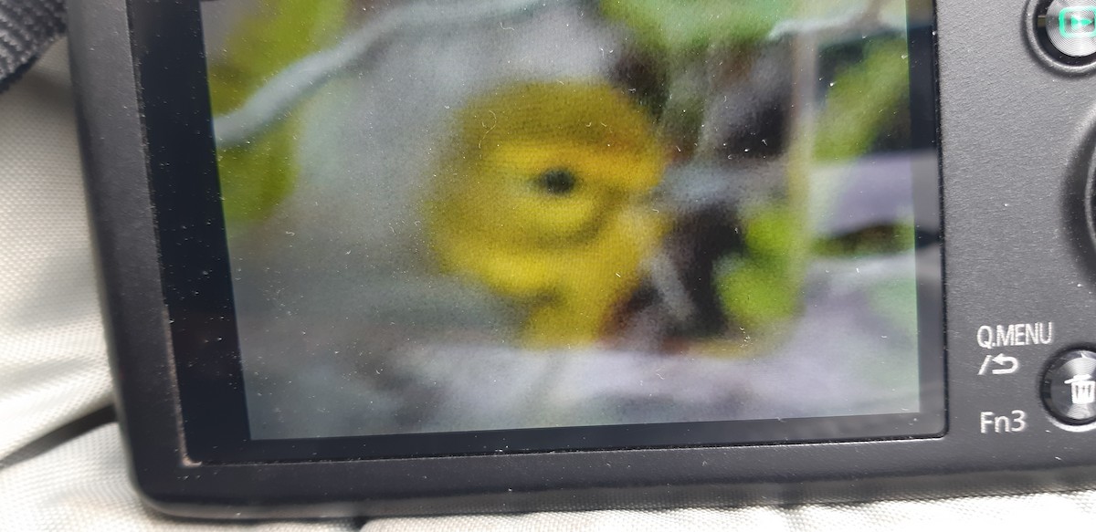 Prairie Warbler - Tom Wheatley