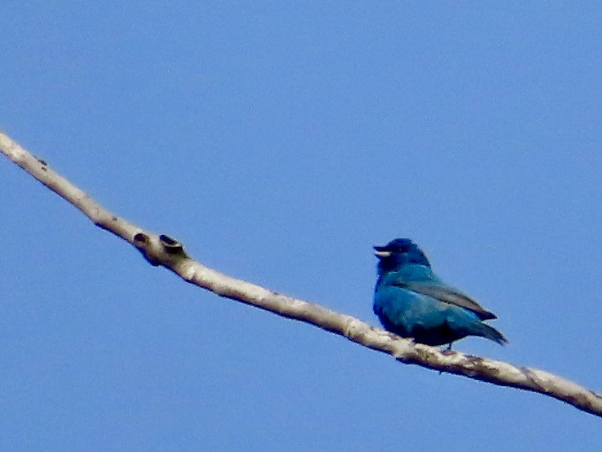 Indigo Bunting - Stephanie Parker