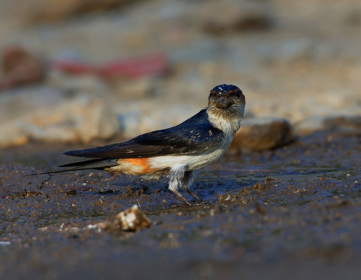 Red-rumped Swallow - Sharad Agrawal