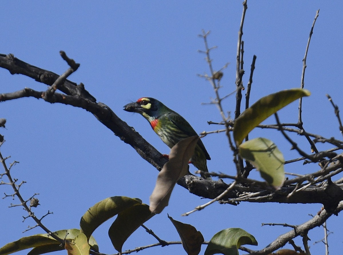 Coppersmith Barbet - Chitra Shanker
