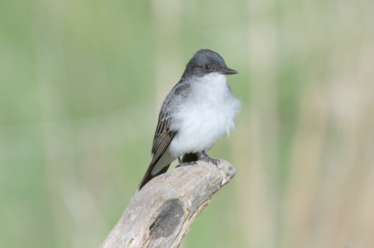 Eastern Kingbird - ML619076751