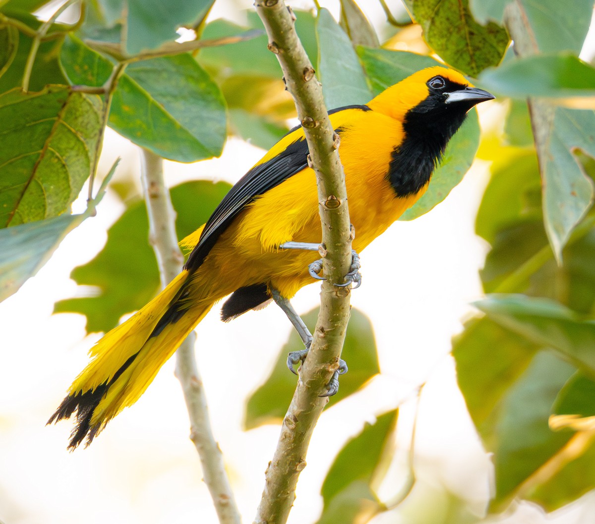 Yellow-tailed Oriole - Trevor Ambrico