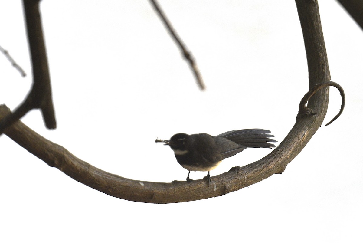 Malaysian Pied-Fantail - Chitra Shanker