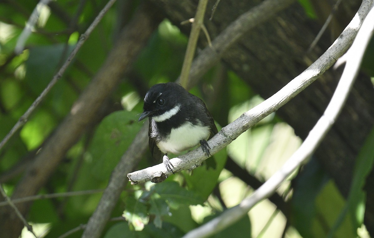 Malaysian Pied-Fantail - Chitra Shanker