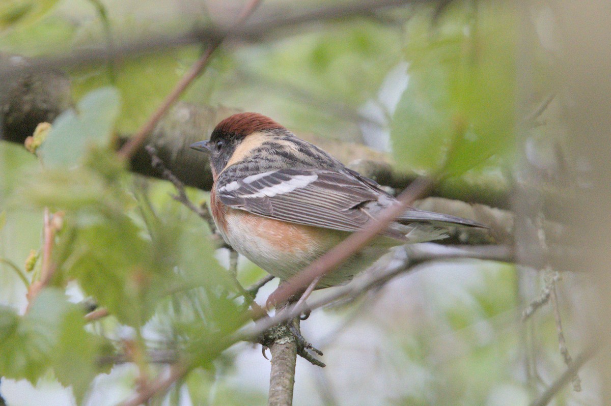 Bay-breasted Warbler - Bill Haake