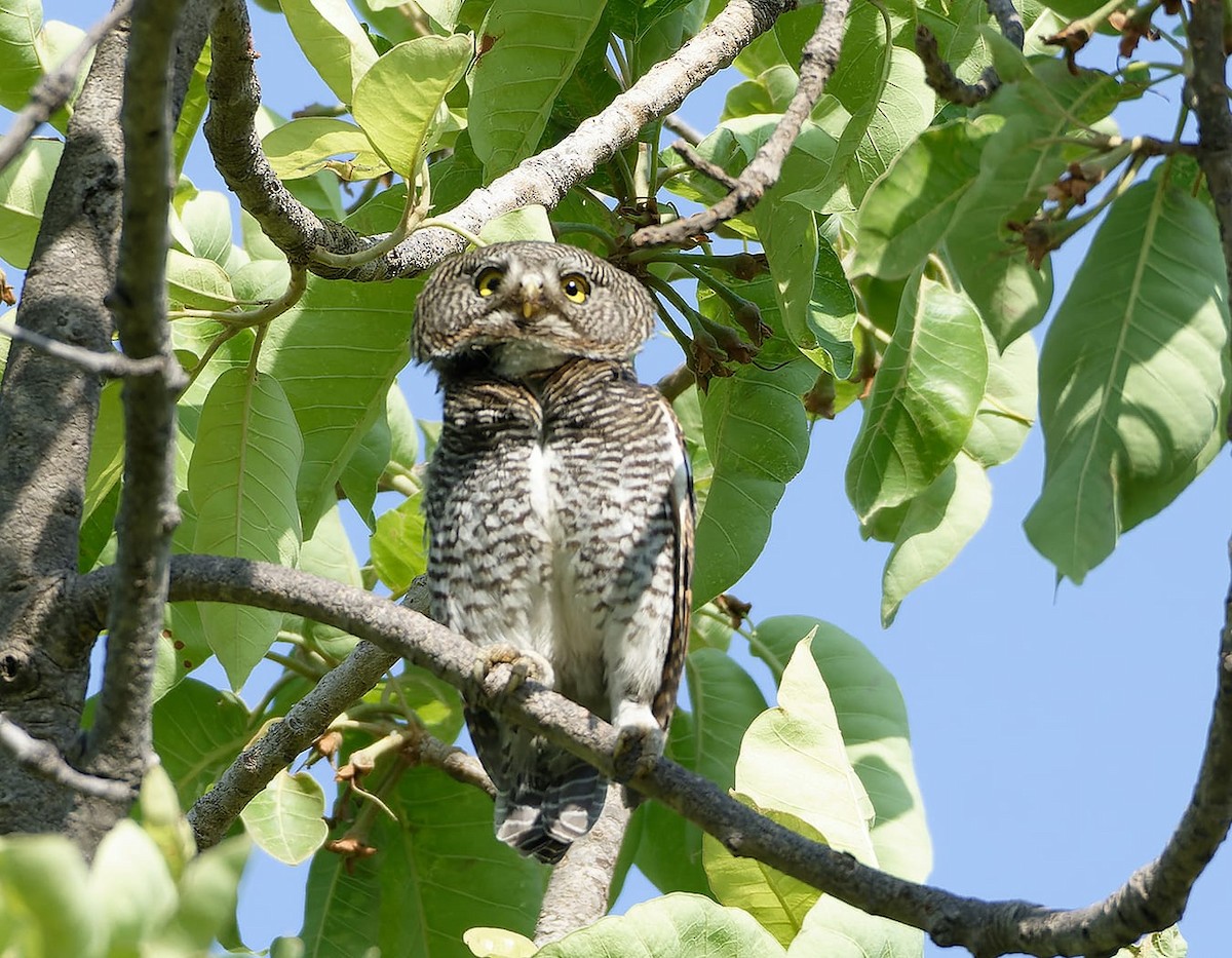 Jungle Owlet - Deepal Kalra