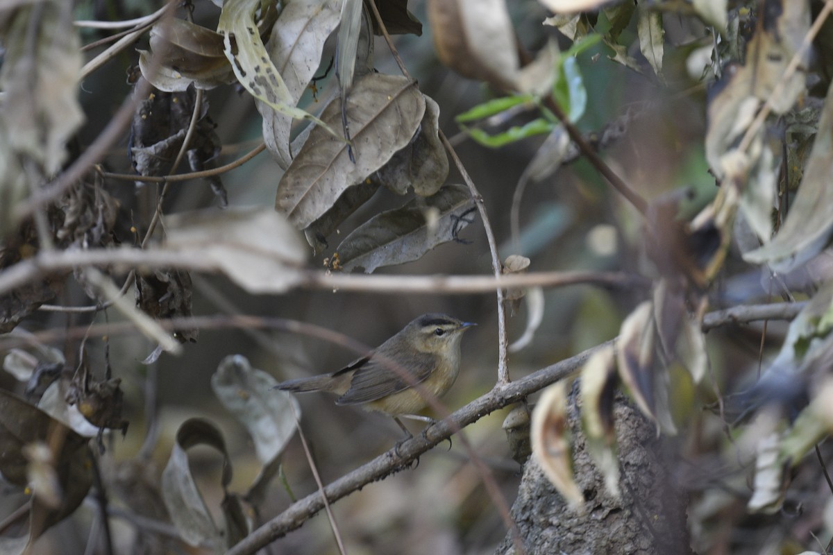 Black-browed Reed Warbler - Chitra Shanker