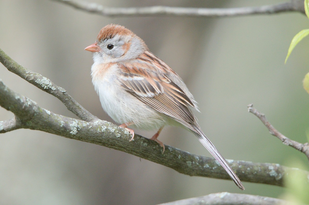 Field Sparrow - Bill Haake