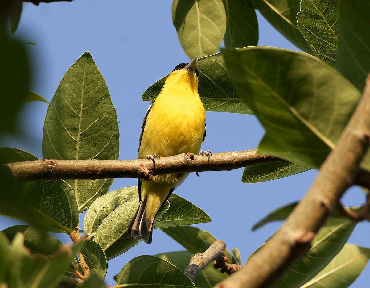 Common Iora - ML619076787