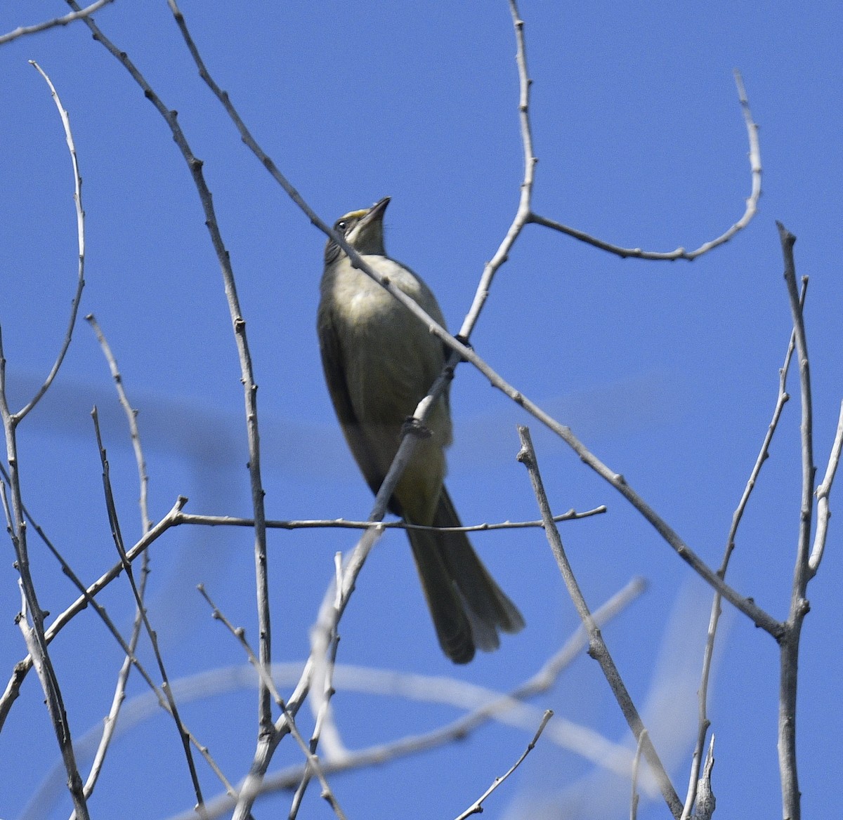 Streak-eared Bulbul - Chitra Shanker