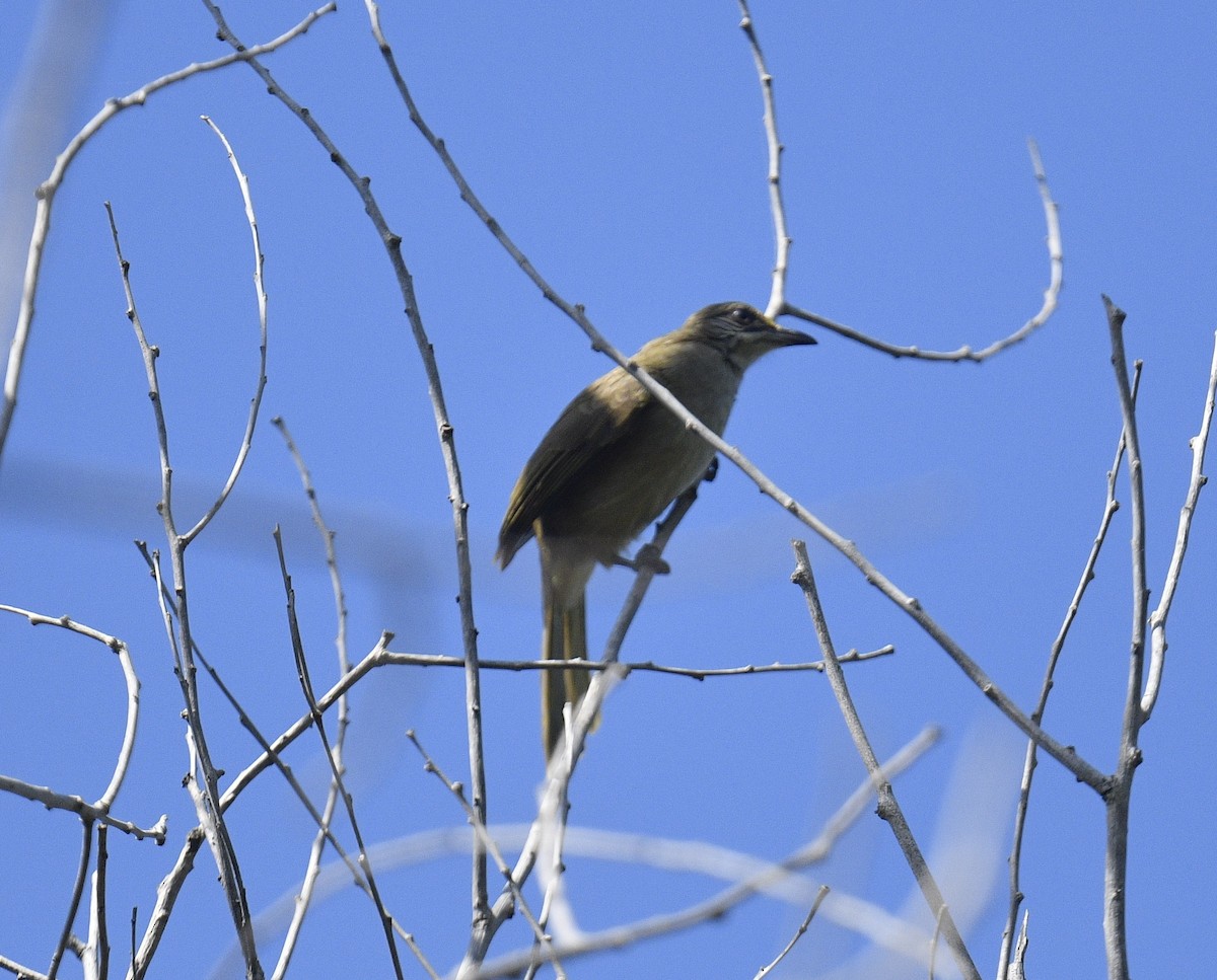 Streak-eared Bulbul - Chitra Shanker