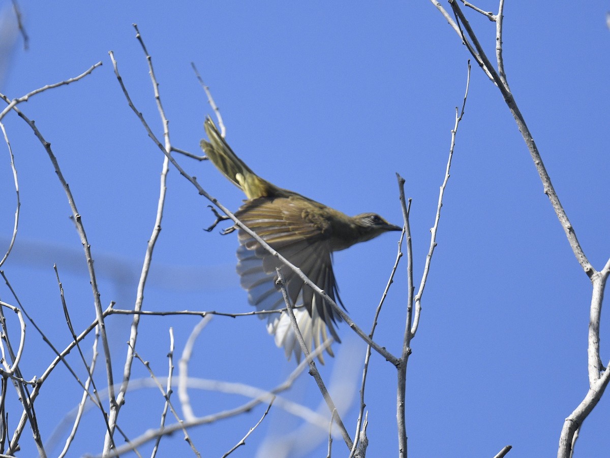 Streak-eared Bulbul - Chitra Shanker