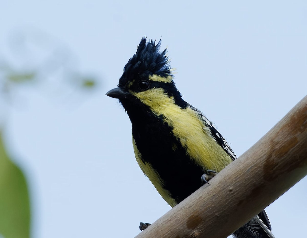 Indian Yellow Tit - Deepal Kalra