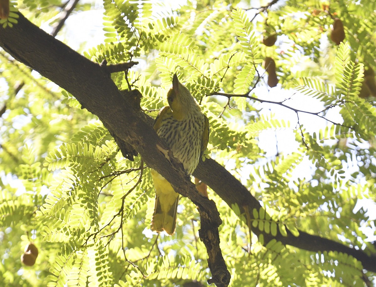 Black-naped Oriole (East Asian) - ML619076807