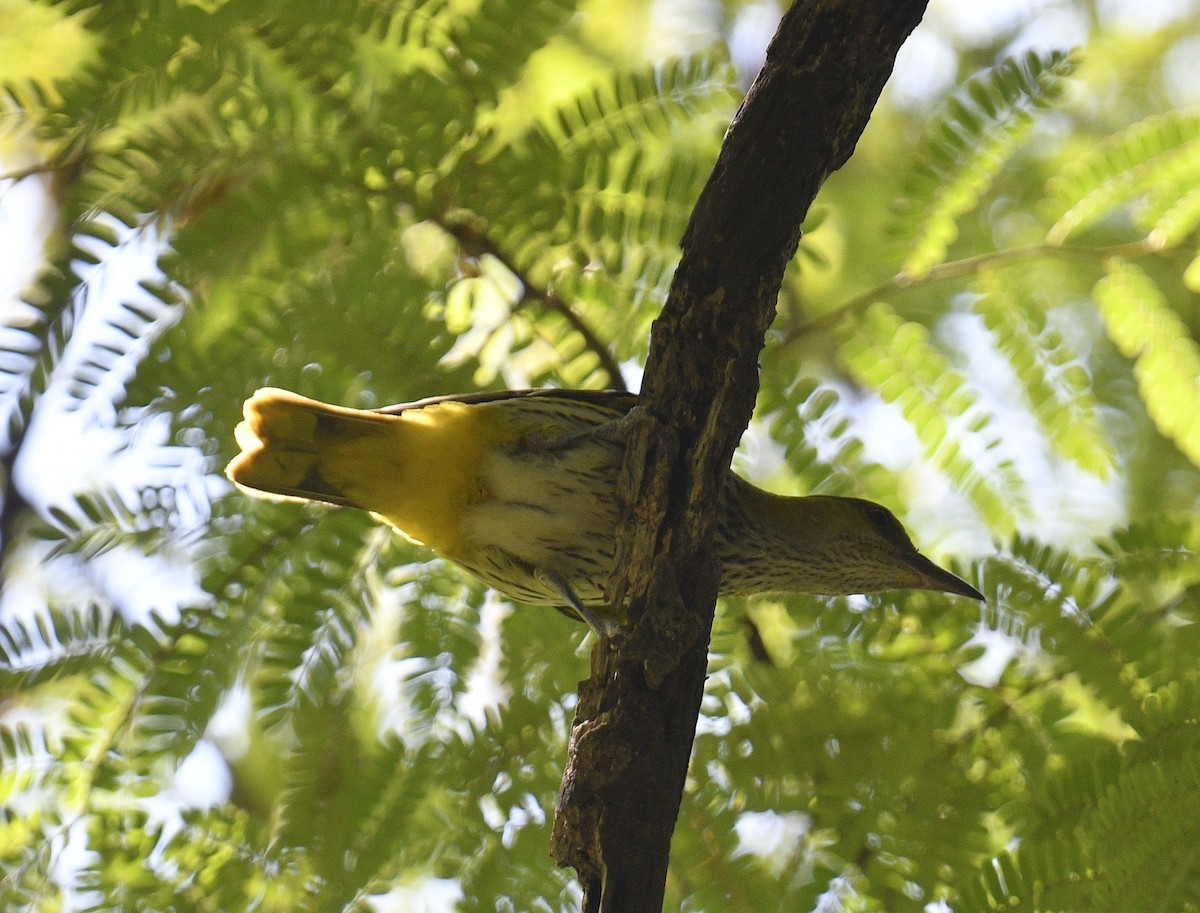 Black-naped Oriole (East Asian) - Chitra Shanker