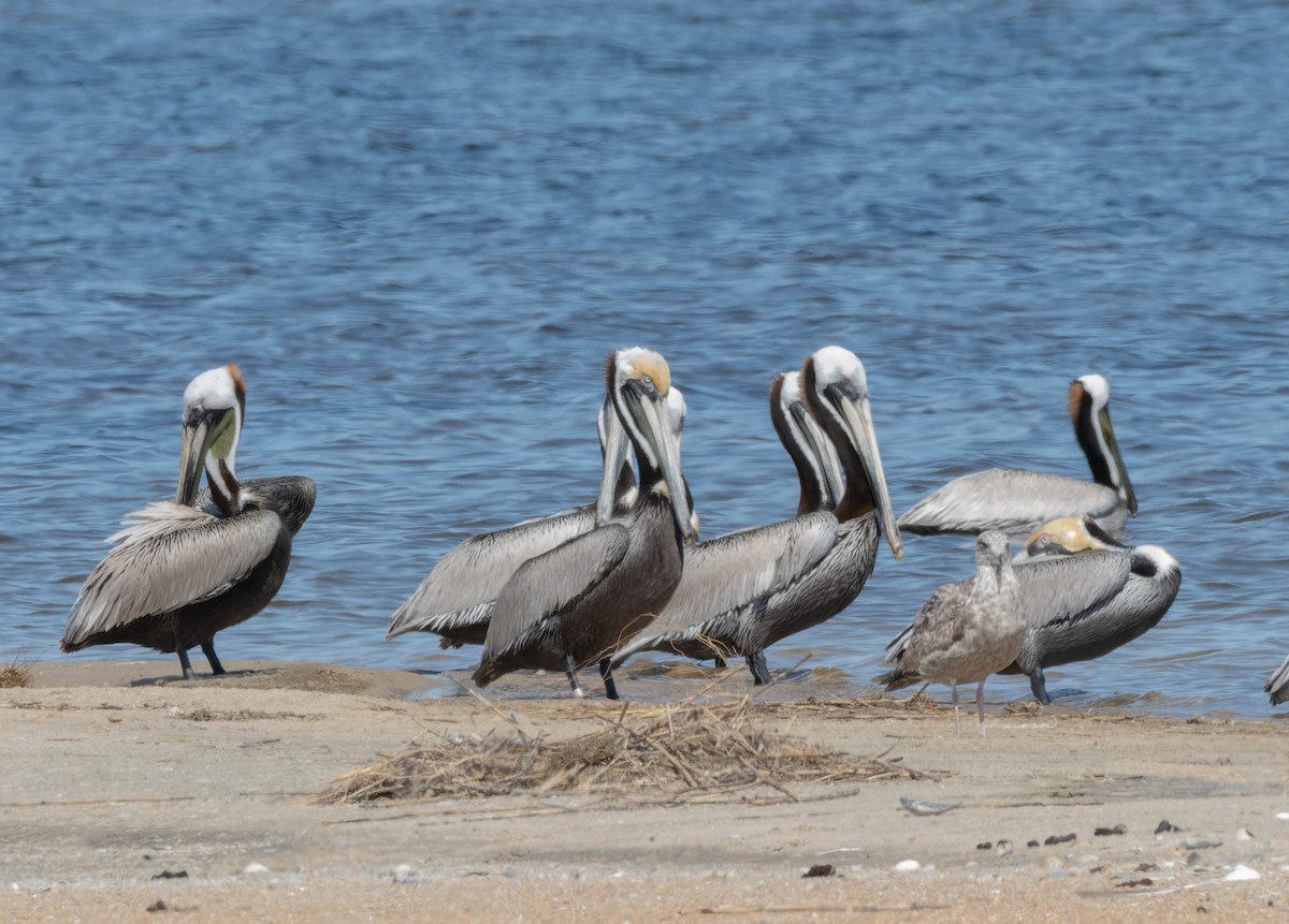 Brown Pelican - Lyne Ménard