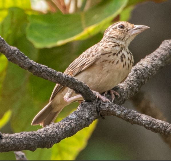 Jerdon's Bushlark - Ahmad Najam Saquib