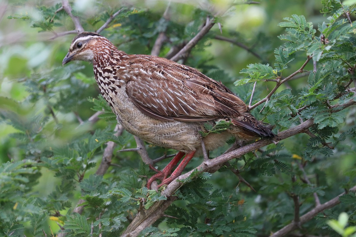 Crested Francolin (Crested) - ML619076835