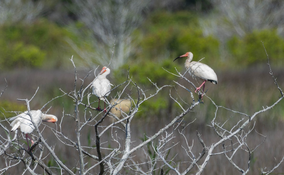 White Ibis - Lyne Ménard