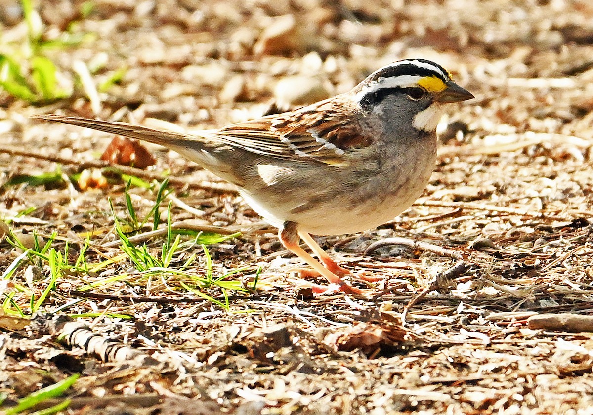 White-throated Sparrow - Wayne Oakes