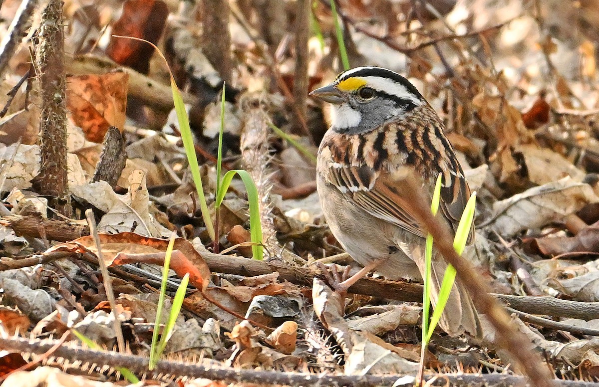 White-throated Sparrow - Wayne Oakes