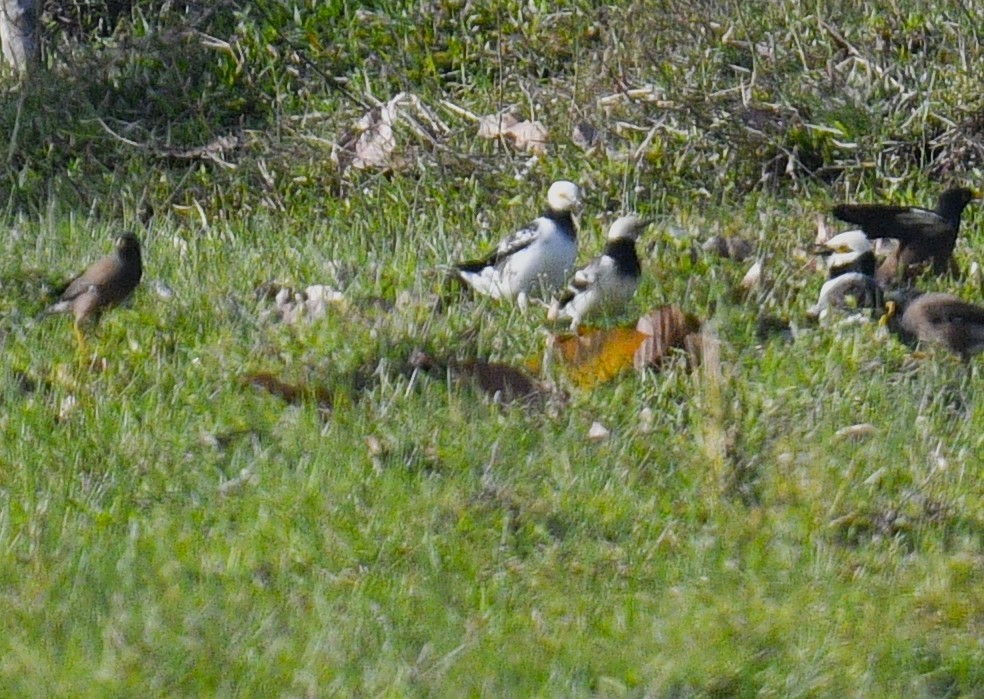 Black-collared Starling - Chitra Shanker