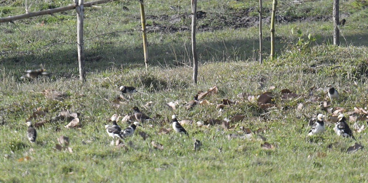 Black-collared Starling - Chitra Shanker